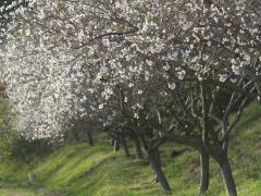 大興寺の四季桜